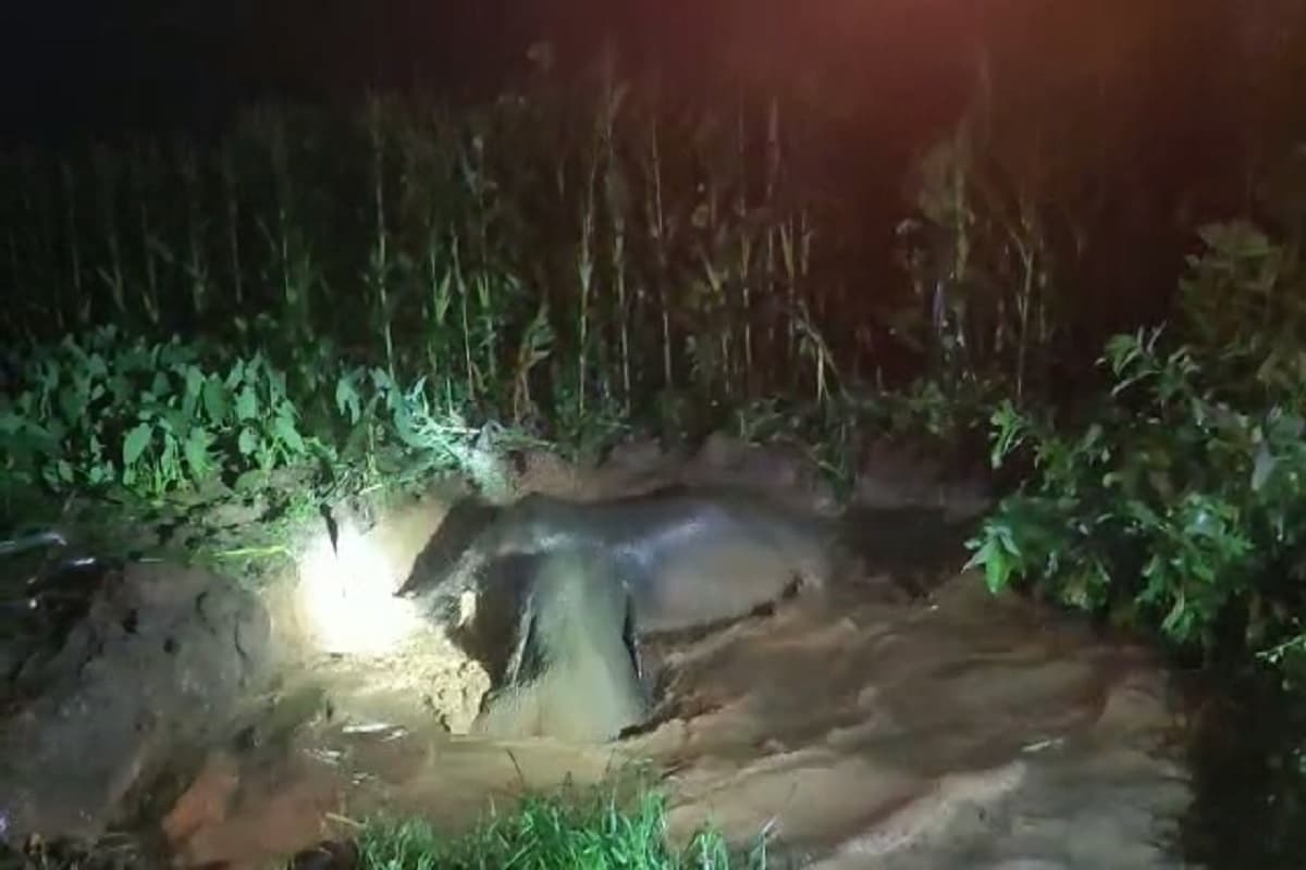 Jharkhand News: झारखंड में कुएं में गिरे दो हाथी निकाले गए सुरक्षित, लेकिन रौंदने से फसलें हो गयीं बर्बाद