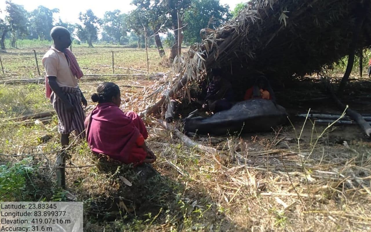 गढ़वा में 40 हाथियों के झुंड ने मचा रखा है उत्पात, गांवों में घरों को तोड़ा, फसल रौंदी, भैंस को पटककर मार डाला