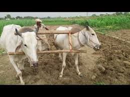 कृषि इनपुट अनुदान के लिए किसानों को अब नहीं दिखानी होगी लगान रसीद, सरकार ने दी राहत