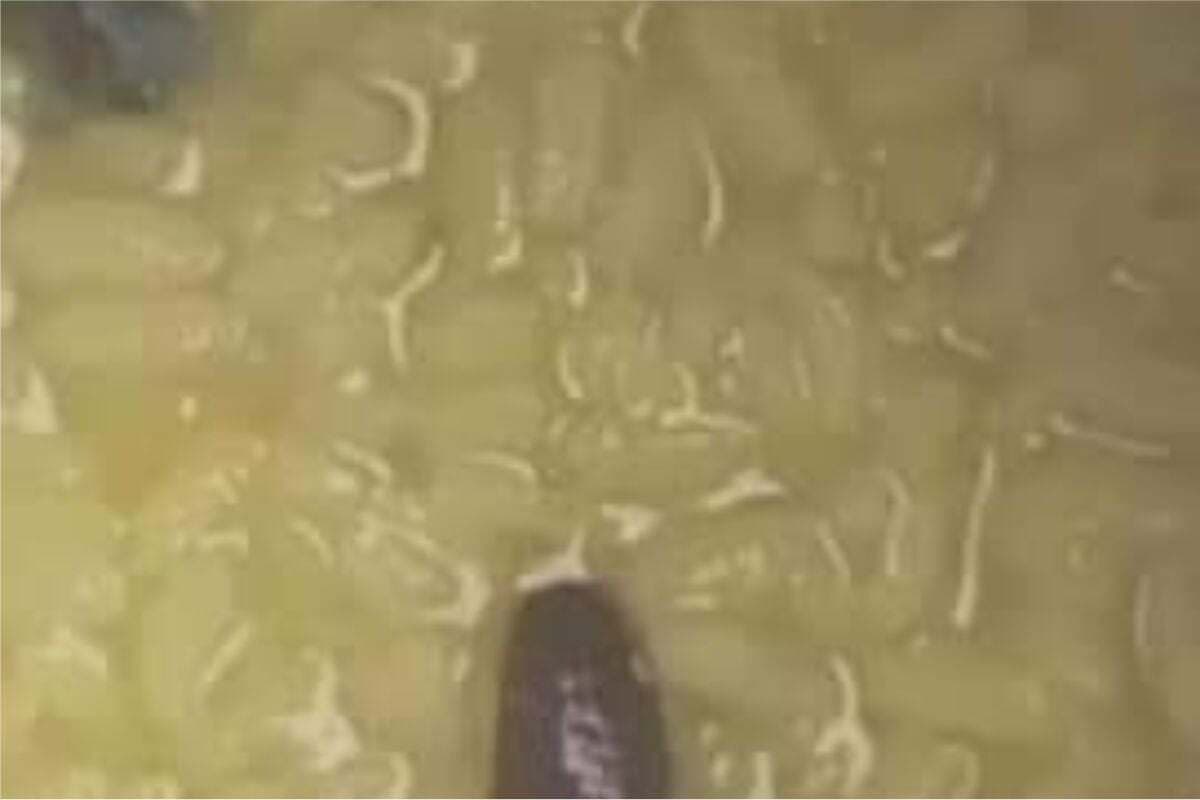 बीरभूम में आंगनवाड़ी के खाने में जोक मिलने से मची अफरा-तफरी, जांच में जुटे अधिकारी