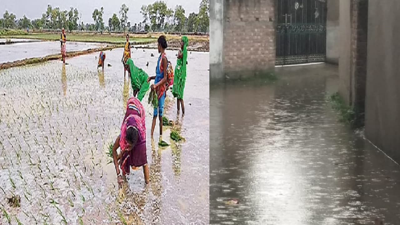 सुपौल में मौसम हुआ मेहरबान तो धान रोपनी में जुटे किसान, शहर की सड़कों पर भी लगा पानी