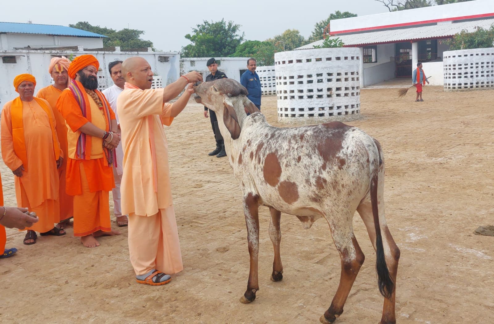सीएम योगी की एक आवाज पर झूमते चले आते हैं नंदी और बछड़े, ऐसा है मुख्यमंत्री का गायों से प्यार