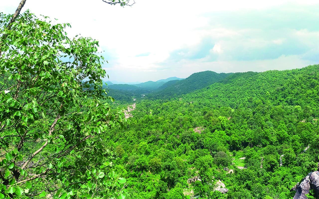 व्यवहारिक शिक्षा के साथ फॉरेस्ट बॉथिंग का सुख देंगे नंदन वन, पौधरोपण को 1901 नर्सरी से फ्री में मिलेगा पौधा