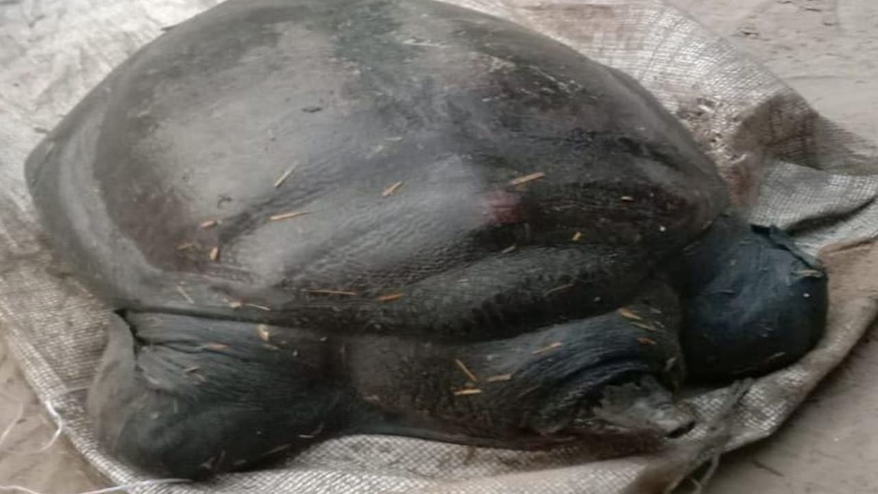 बगहा में नदी में मिला 30 किलो का विशालकाल काला कछुआ, लोग विष्णु भगवान का अवतार मान करने लगे पूजा
