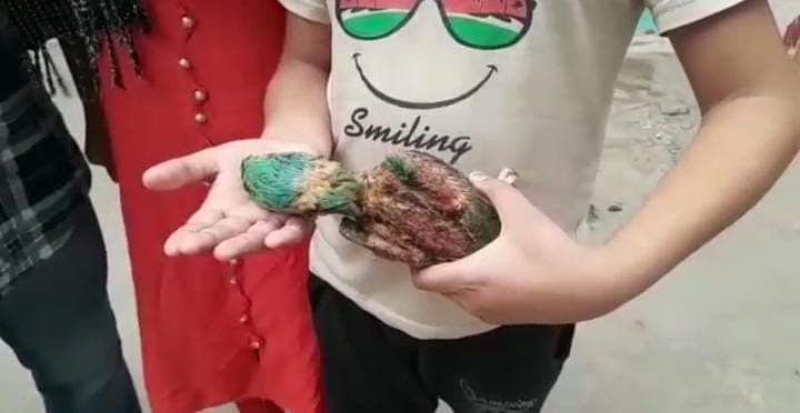 कानपुरः तोते की मौत पर डॉक्टर के खिलाफ दी तहरीर, मालिक ने लगाया लापरवाही का आरोप, जांच जारी