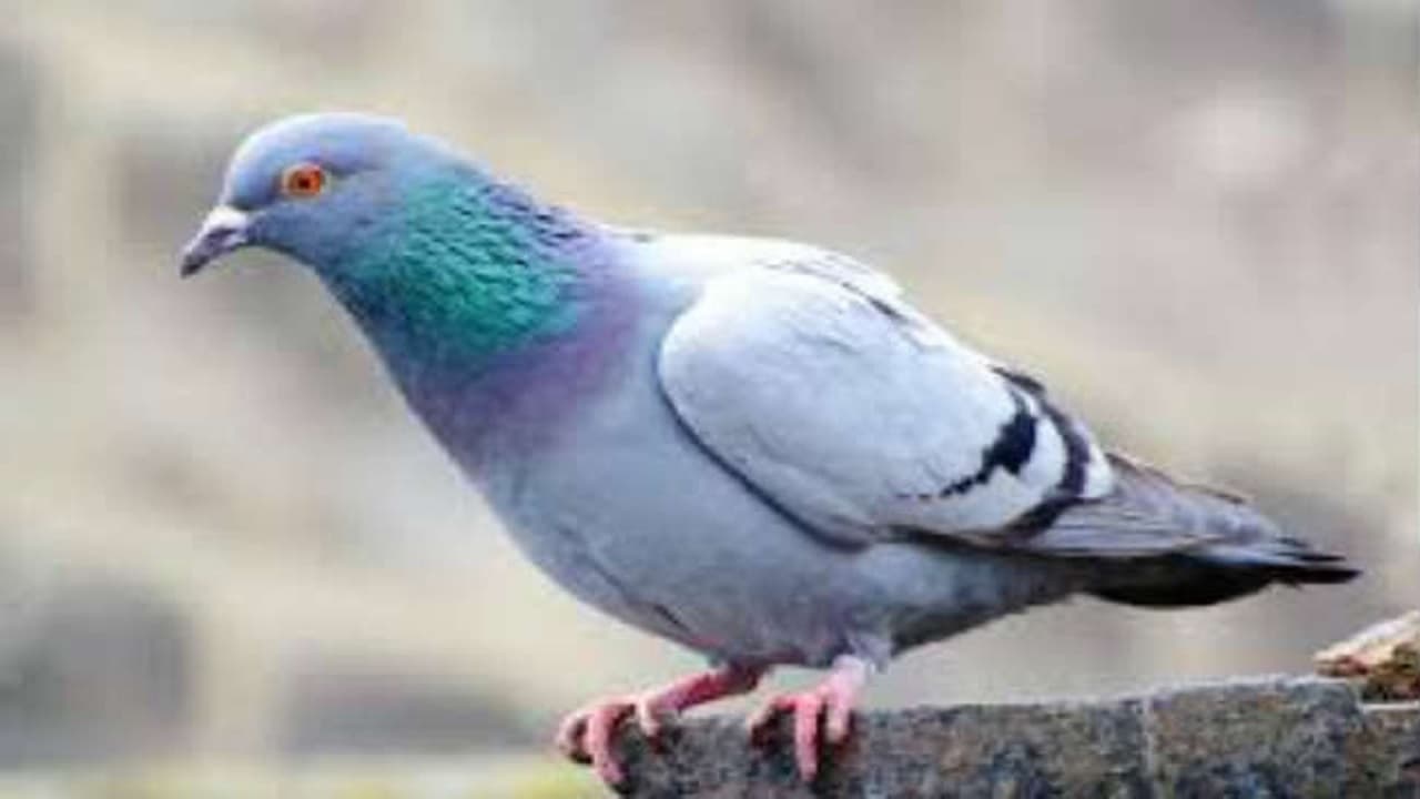 Bihar: चोरों ने गृहस्वामी को बंधक बनाया और लेकर भागे 118 कबूतर, बेहद सस्ते दामों पर बेचा, ऐसे धराये...