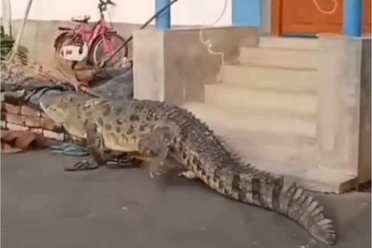 West Bengal : कालना नदी से निकला 10 फुट लंबा मगरमच्छ, भीड़भाड़ वाले इलाके में किया प्रवेश,लोगों में मचा दहशत