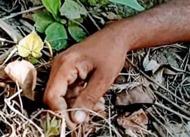 पूर्वी बर्दवान के बगीचे में फंदे से लटका मिला BJP कार्यकर्ता का शव, हत्या की आशंका, इलाके में तनाव