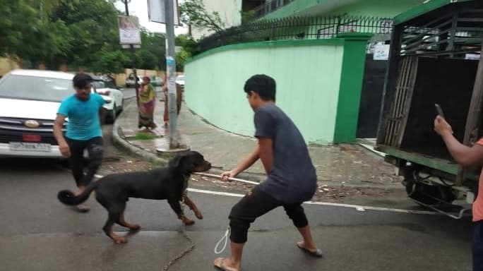 Kanpur News: कानपुर में स्कूल जा रहे छात्र पर रॉटविलर डॉग ने किया अटैक, तीन जगह से फाड़ा पैर का मांस