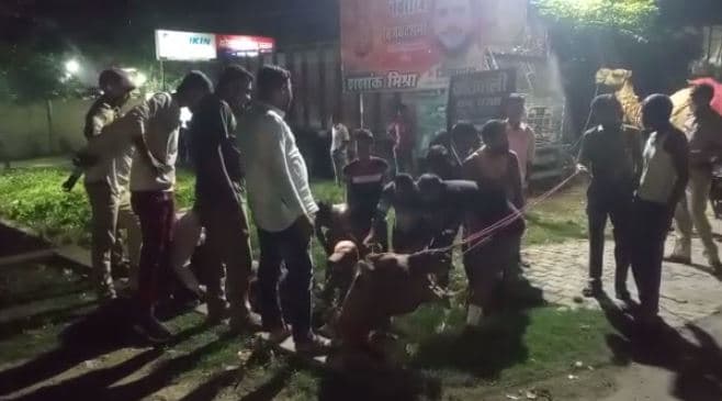 Kanpur News: 5 फीट गहरे नाले में फंसा 'रेगिस्तान का जहाज', इस तरह निकाला गया बाहर