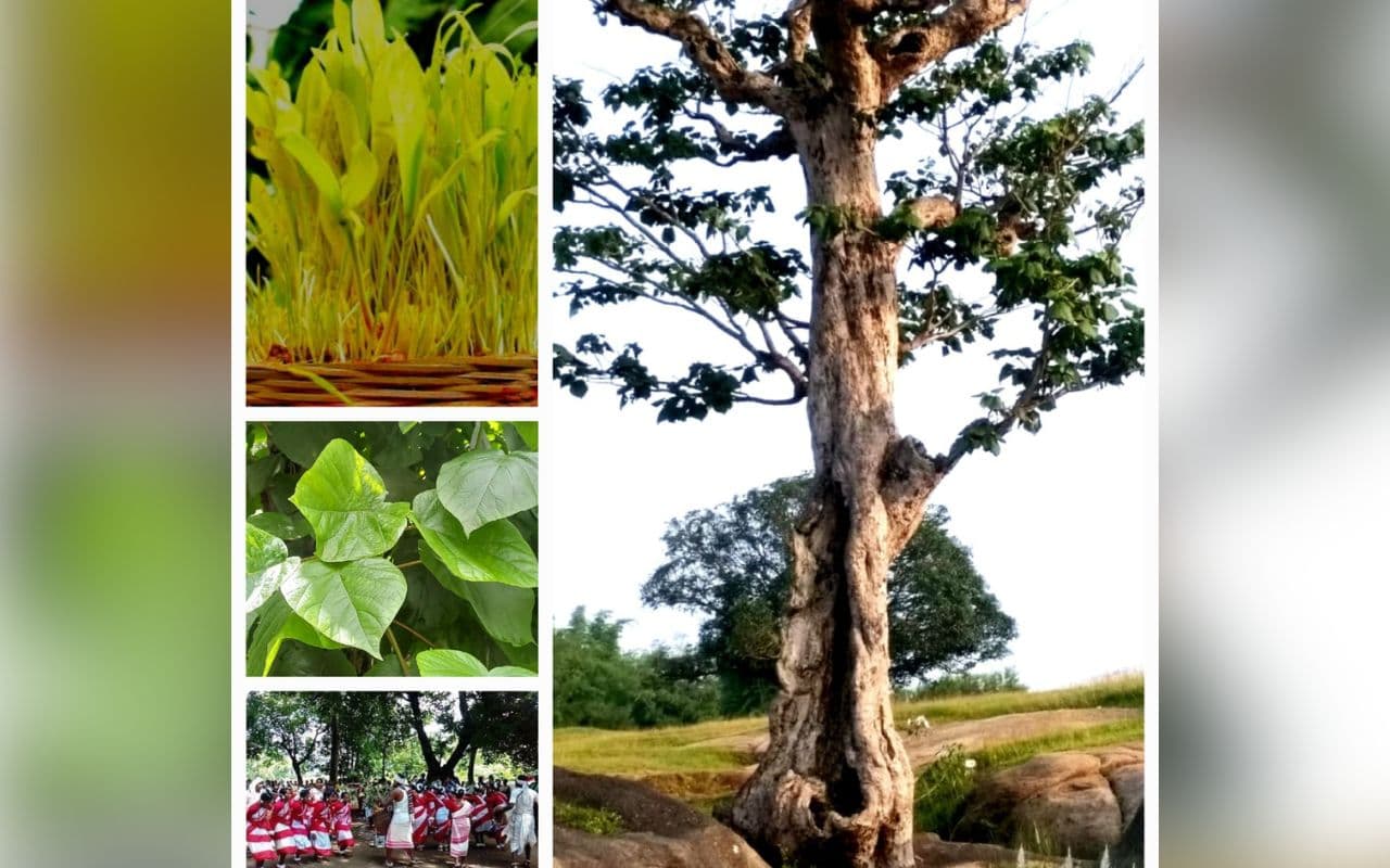 प्रकृति और वृक्ष से भावनात्मक तथा आध्यात्मिक जुड़ाव का पर्व है करमा