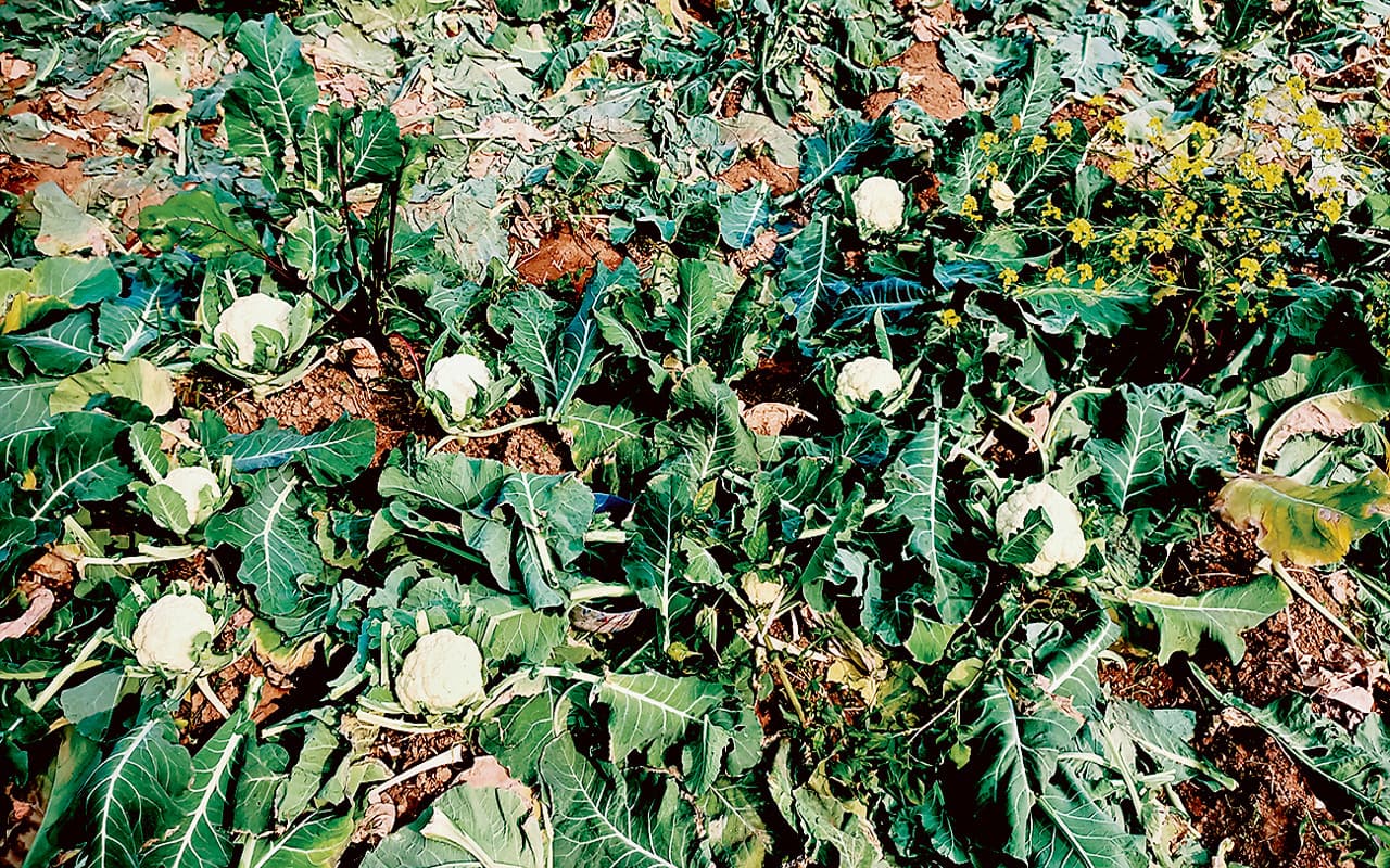 Prabhat Khabar Special: झारखंड के इस गांव की गोभी के मुरीद हैं सऊदी अरब के लोग