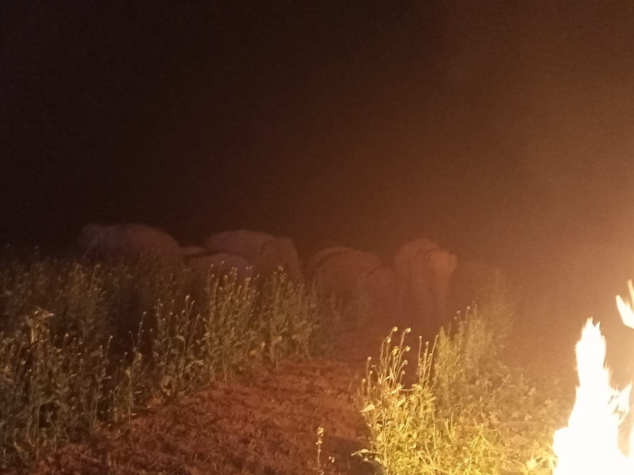 झारखंड के हजारीबाग में गजराज का कहर, करीब 25 लाख का नुकसान, ग्रामीणों ने की मुआवजे की मांग