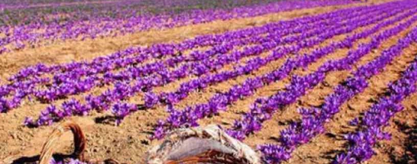 चतरा में फैला केसर का सुर्ख रंग, 30 हजार लगा पांच लाख कमाये