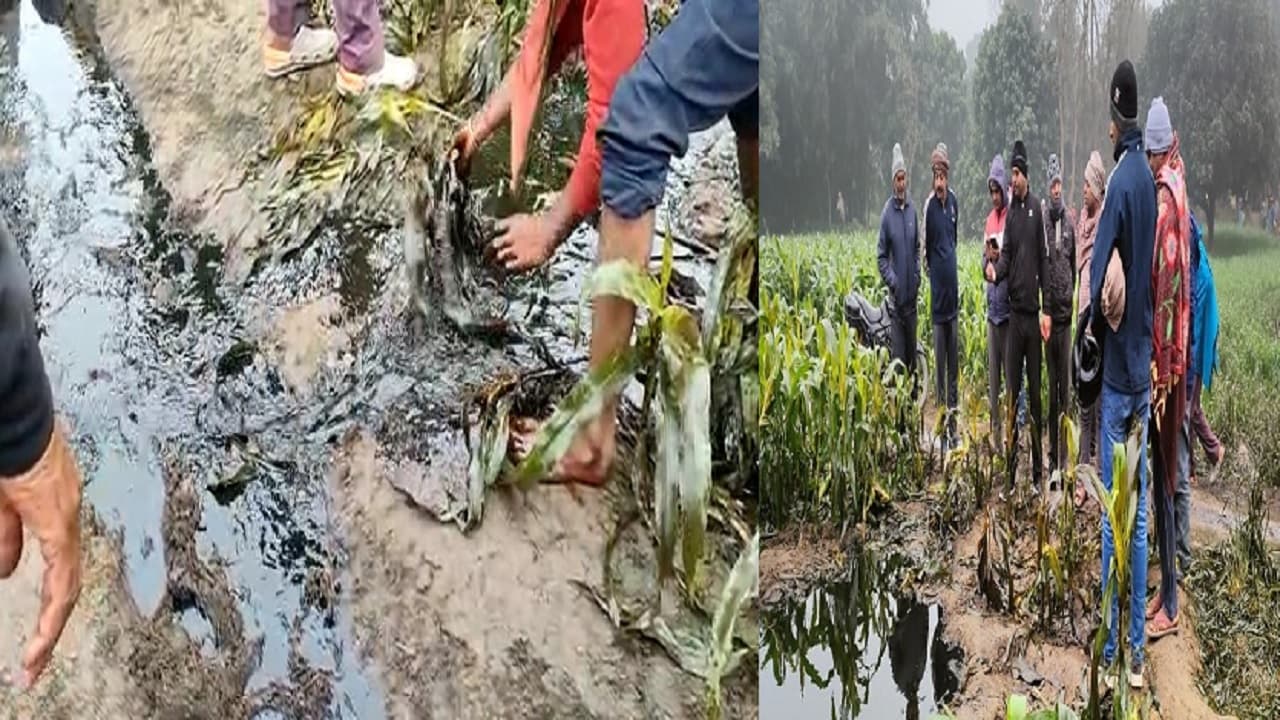 Bihar: खगड़िया के खेत में बह रहे कच्चे तेल को लूटने की होड़, बरौनी- असम तेल पाइपलाइन को चोरों ने काटा