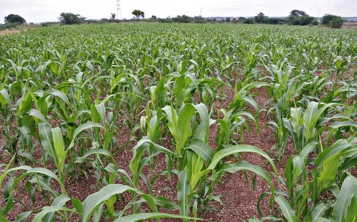 चिंता : चालू खरीफ मौसम में किसानों को तय लक्ष्य के अनुरूप नहीं मिल पाया बीज, कृषि मंत्री जतायी नाराजगी