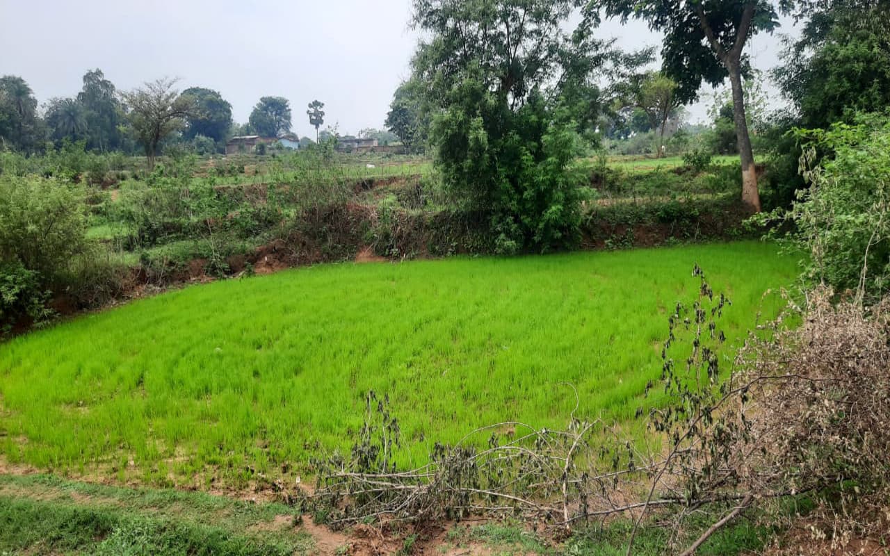 झारखंड : देवघर में जरूरत से 85% कम बारिश, पानी की कमी से खेतों में डाले धान के बिचड़े सूखने लगे