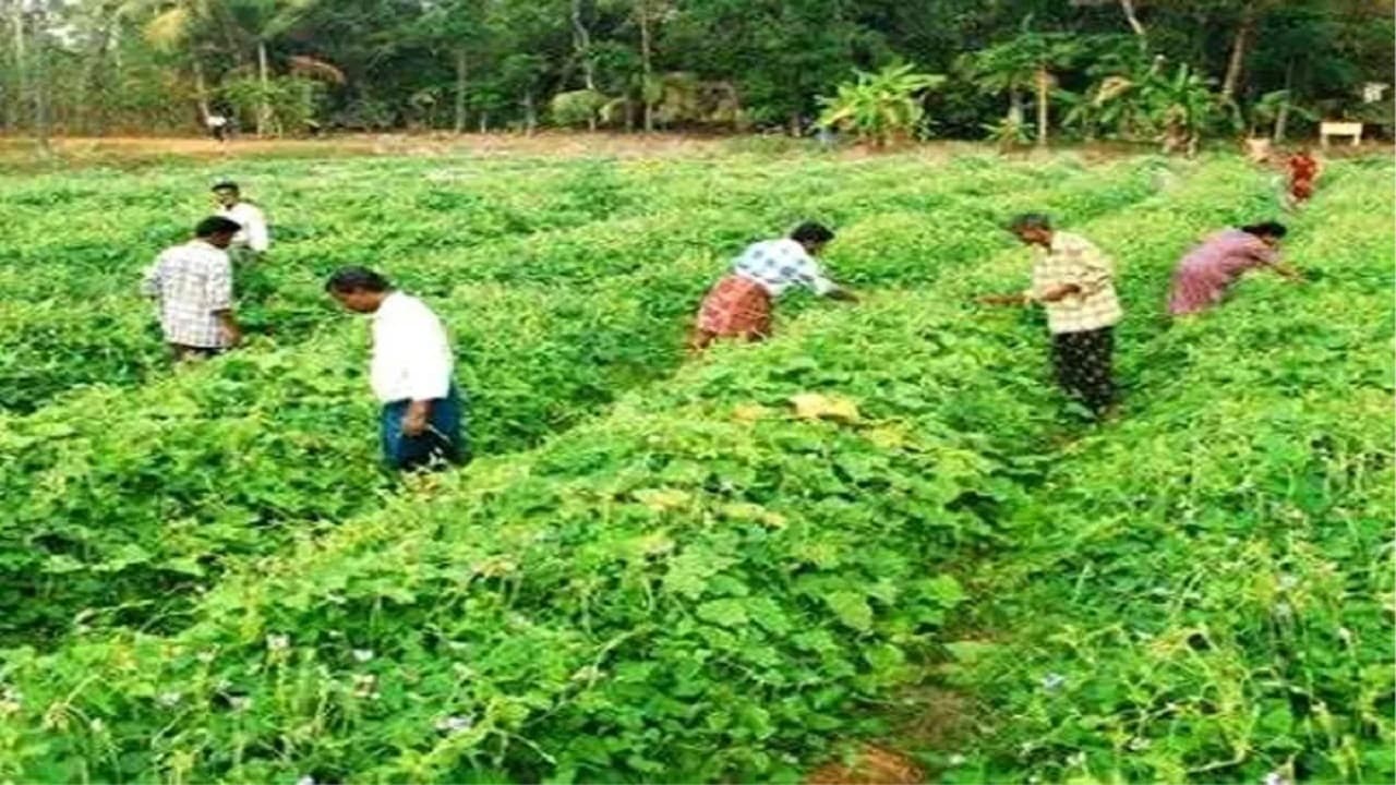 भारत के कृषि निर्यात को क्यों करना पड़ सकता है विपरीत परिस्थितियों का सामना? पढ़ें पूरी रिपोर्ट