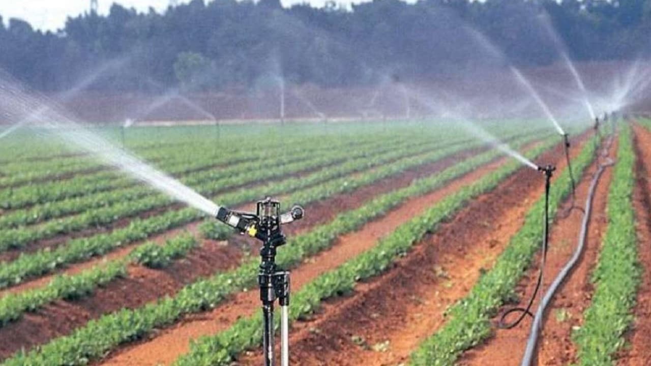 बिहार में नजीर बने कांटी के किसान, स्प्रिंकलर पद्धति से खेती कर रहे बंपर कमाई