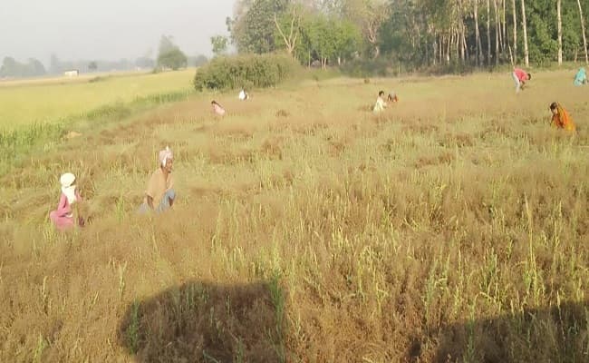 लॉकडाउन: श्रमिक सहित हार्वेस्टर, कंबाइन, थ्रेसर का उपयोग करने के लिये मिली छूट