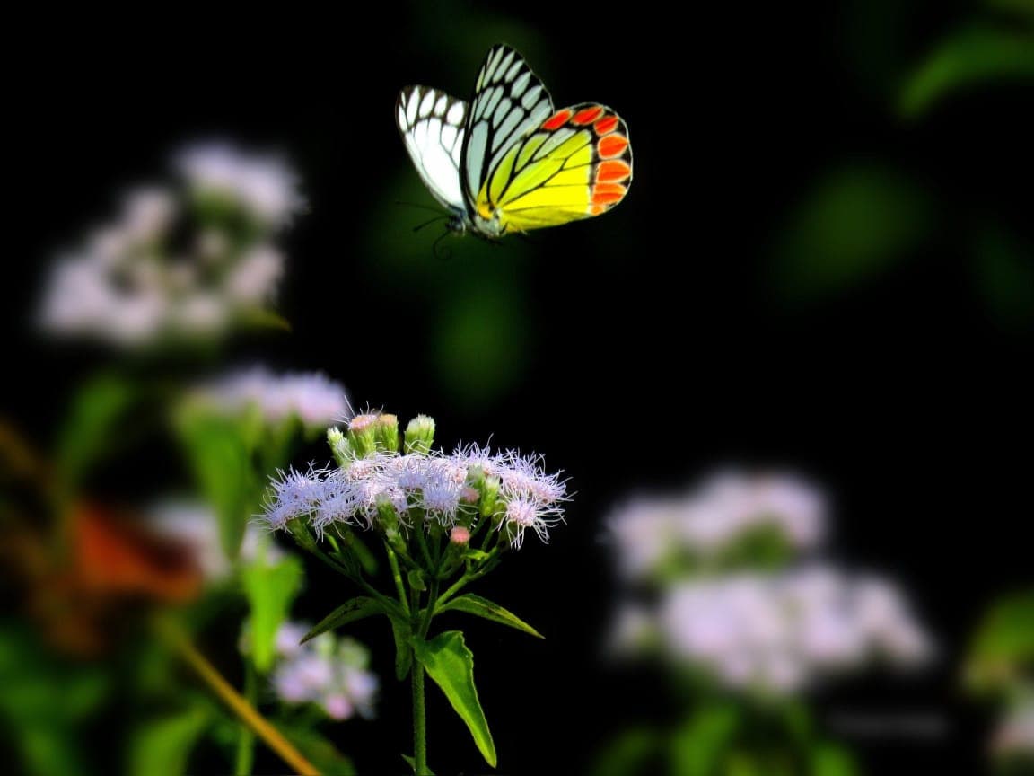 झारखंड के कोल्हान के जंगलों में आयीं दुर्लभ प्रजाति की तितलियां, देखिए एक्सक्लूसिव तस्वीरें