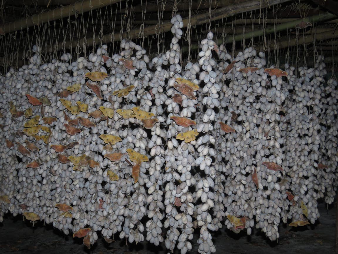 मानसून की दस्तक के साथ तसर की खेती की तैयारी शुरू, हफ्तेभर में तसर के अंडे का होगा उत्पादन, कोरोना काल में घर लौटे प्रवासी मजदूरों की भी बढ़ेगी आमदनी