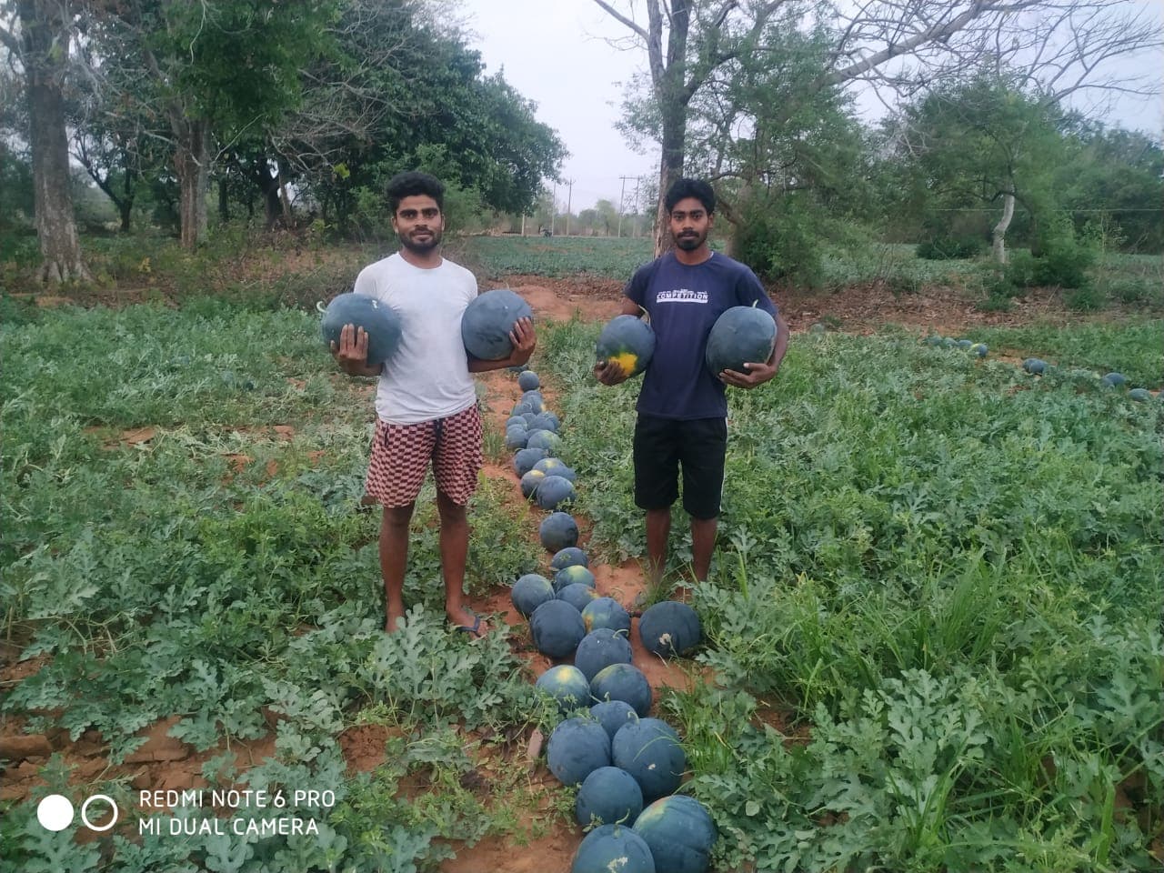 तरबूज की बंपर पैदावार से खूंटी के किसानों में उत्साह, झारखंड के पड़ोसी राज्यों में होती है यहां के तरबूज की बिक्री
