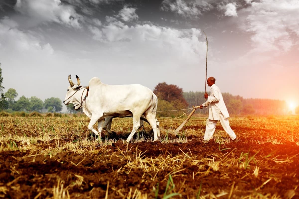 झारखंड : किसानों को 117 रुपये बोनस देगी राज्य सरकार, एक क्विंटल धान के लिए मिलेंगे 2300 रुपये