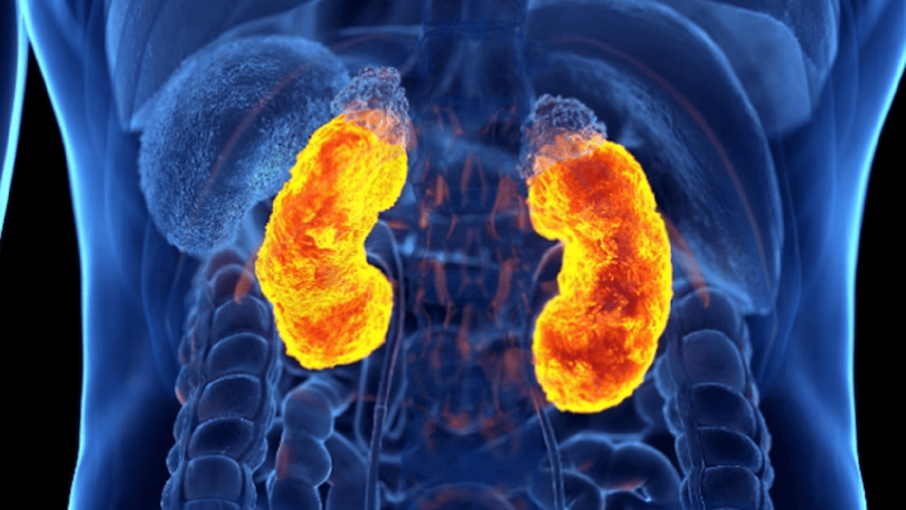 बिहार: किडनी देकर जान बचाने में महिलाएं आगे, जानें कैसे किया जाता है अंगदान