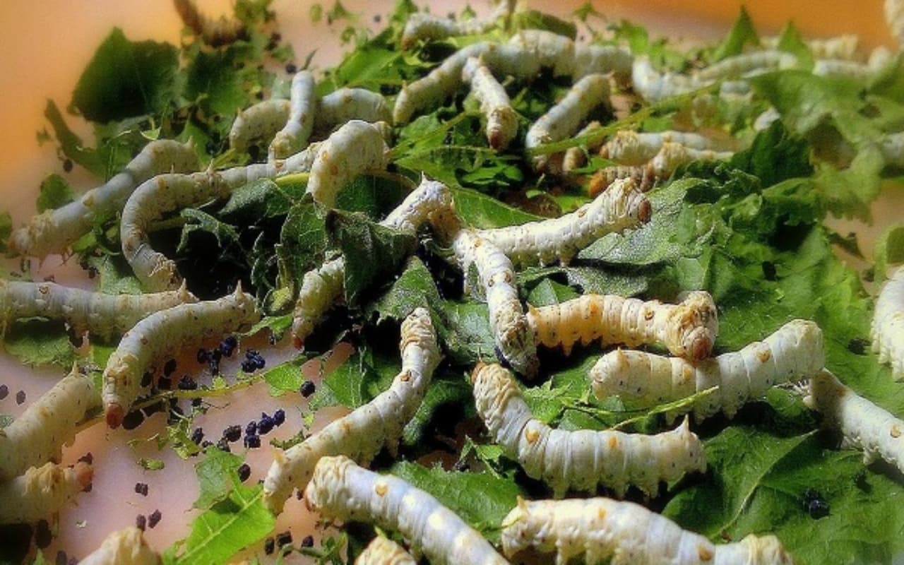 बड़े काम के होते है ये कीड़े , कपड़ों पर ऐसे होता है इनका इस्तमाल