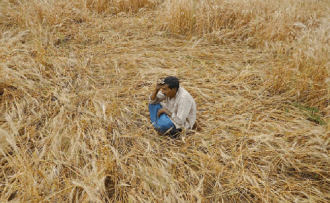 Agriculture News : यूपी में गेहूं की फसल को चूहों से खतरा, वैज्ञानिकों की ये सलाह, जायद में देरी पड़ेगी भारी