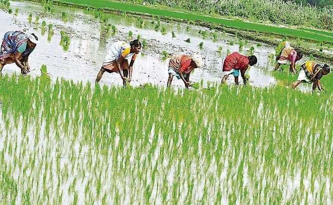 महिलाओं के मनोहारी गीतों से गूंज रहे खेत