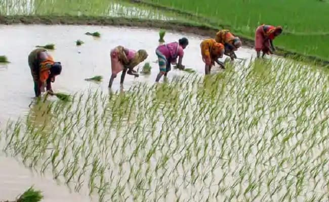 पीएम किसान मानधन योजना का लाभ किन्हें मिलेगा?, यहां जानें रजिस्ट्रेशन की पूरी प्रक्रिया