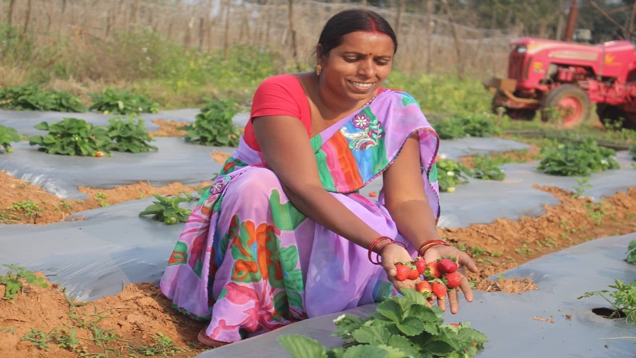 Kisan Diwas 2021: आधुनिक तकनीक से स्ट्रॉबेरी की खेती से कैसे बदली खूंटी के किसान दंपती की जिंदगी