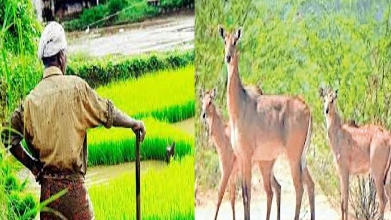 बिहार में अब मुखिया के पास एक और पावर, 
जानिये शूटर मंगवाकर शिकार करवाने से जुड़ी व्यवस्था में बदलाव को..