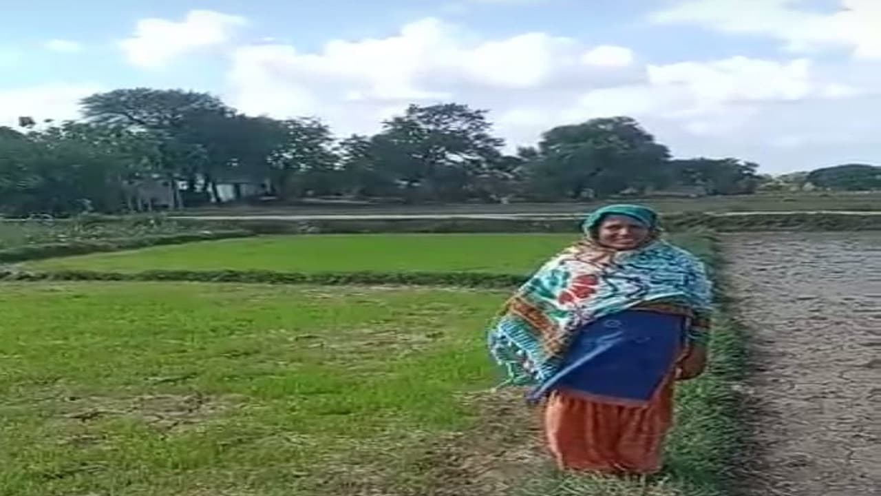 Jharkhand News:किसानों का बिचड़ा तैयार, बारिश के लिए इंद्रदेव की कृपा का इंतजार, पलामू में सुखाड़ की आशंका
