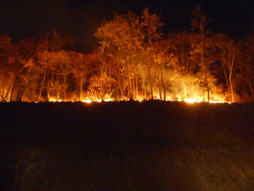 Jharkhand News : हजारीबाग पश्चिमी प्रमंडल के बरही जवाहर घाट में एनएच किनारे जंगल में लगी आग, हिरण की मौत, आग पर काबू पाने का दावा, पर्यावरणविद ने की ये मांग