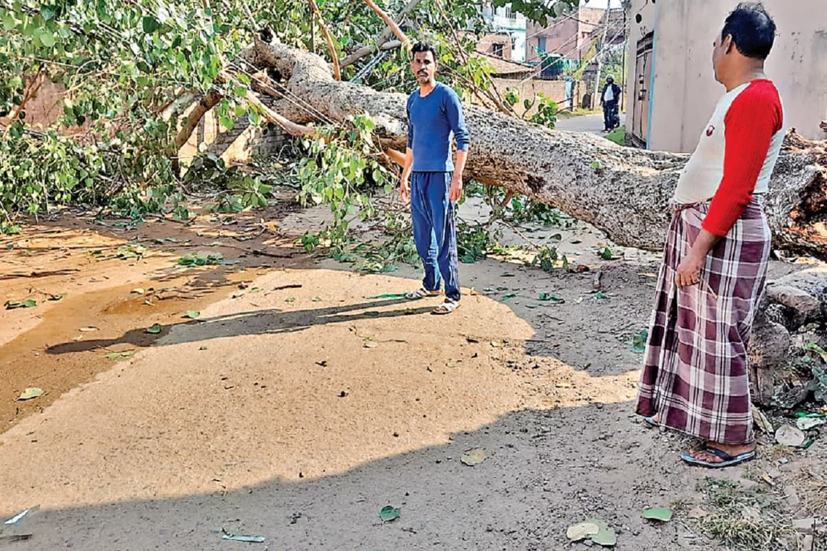 हजारीबाग में सौ साल पुराना बरगद पेड़ गिरा, दस हजार की आबादी अंधेरे में