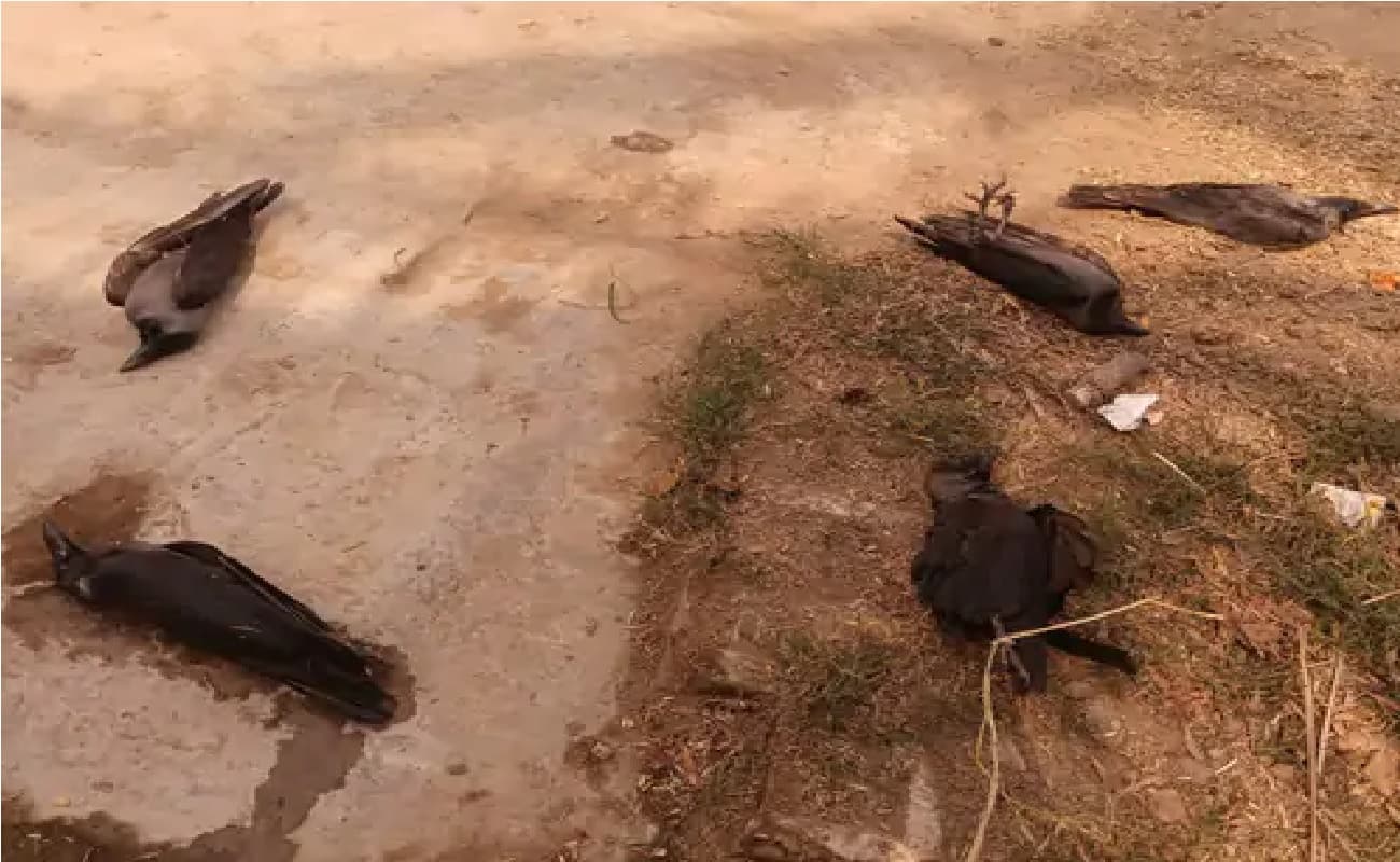 नालंदा में शिव मंदिर पर एक साथ 7 कौओं की मौत से दहशत, ग्रामीणों ने जताई बर्ड फ्लू की आशंका