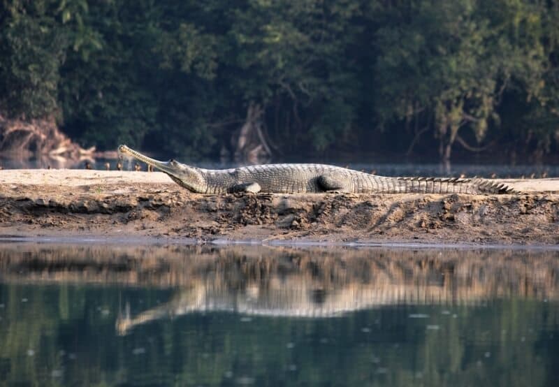 UP Eco Tourism: सैलानियों के लिए खुला कतर्नियाघाट, प्रकृति की गोद में करें दुर्लभ वन्यजीवों का दीदार