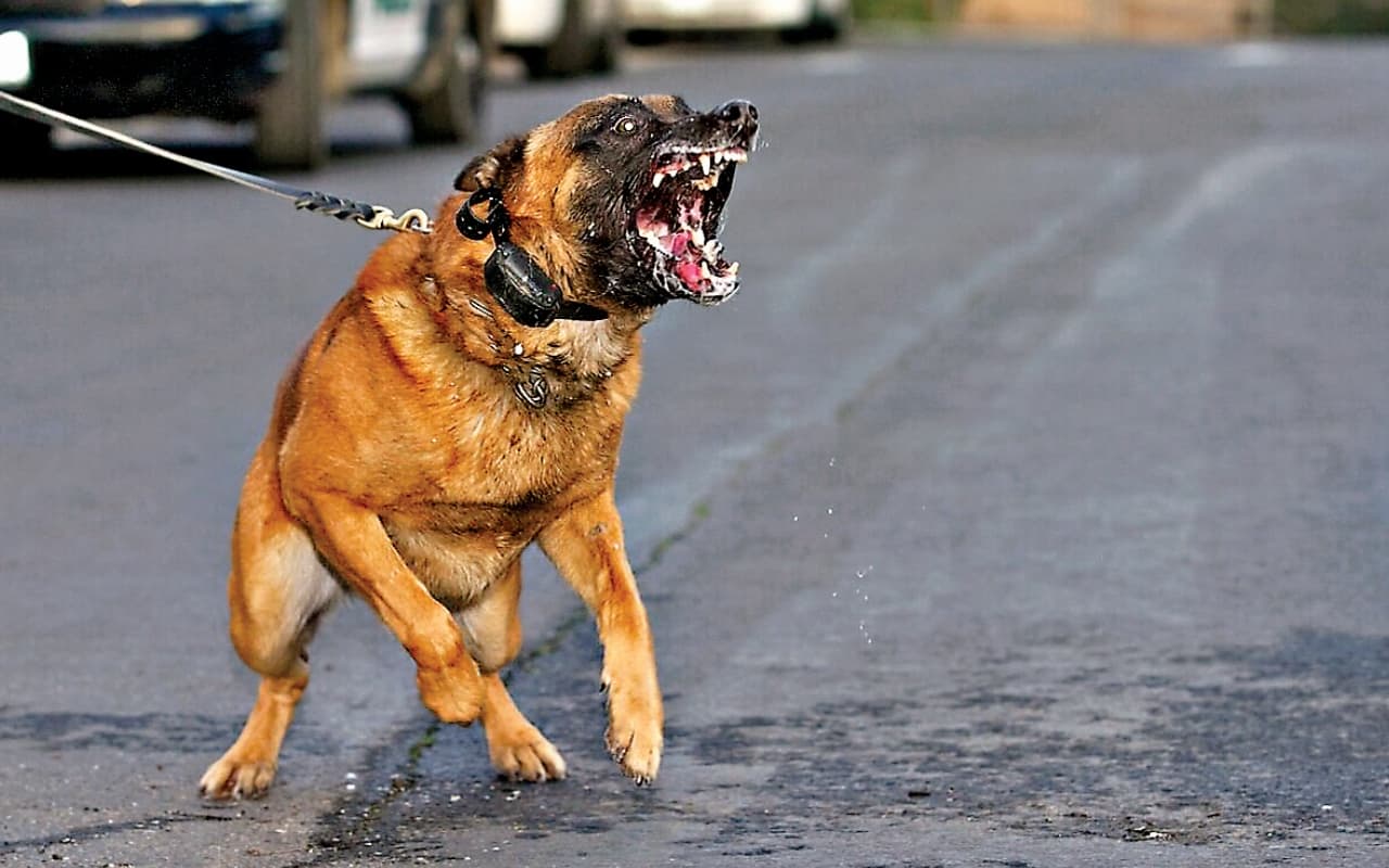 UP News: कुत्ते के काटने पर नहीं लगवाए थे एंटी रैबीज इंजेक्शन, हालत बिगड़ने पर कमरे में रखा बंद, बच्चे की मौत