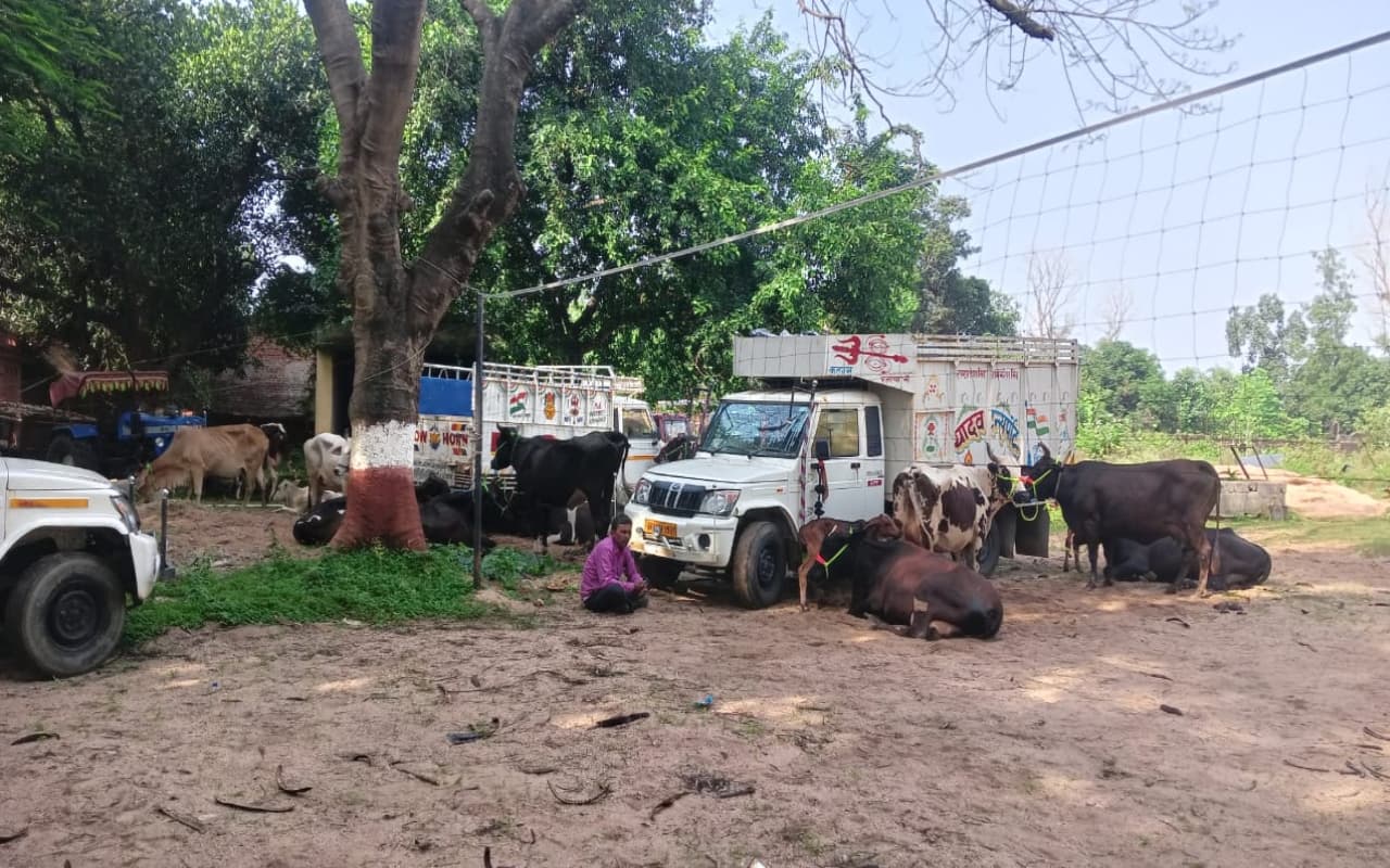 गिरिडीह पुलिस ने की बड़ी कार्रवाई, 120 मवेशी लदे 10 वाहनों को किया जब्त