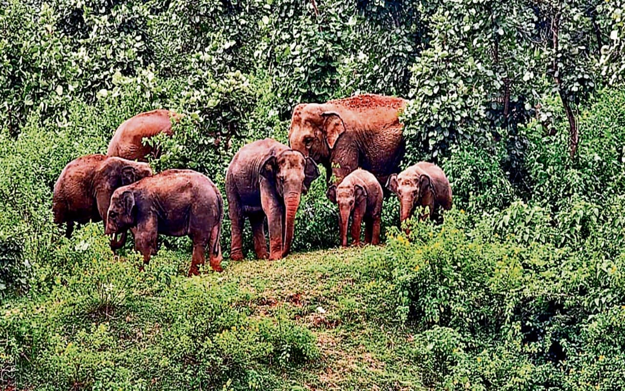 बोकारो के इन इलाकों में जंगली हाथियों का आतंक, चार घरों को किया क्षतिग्रस्त