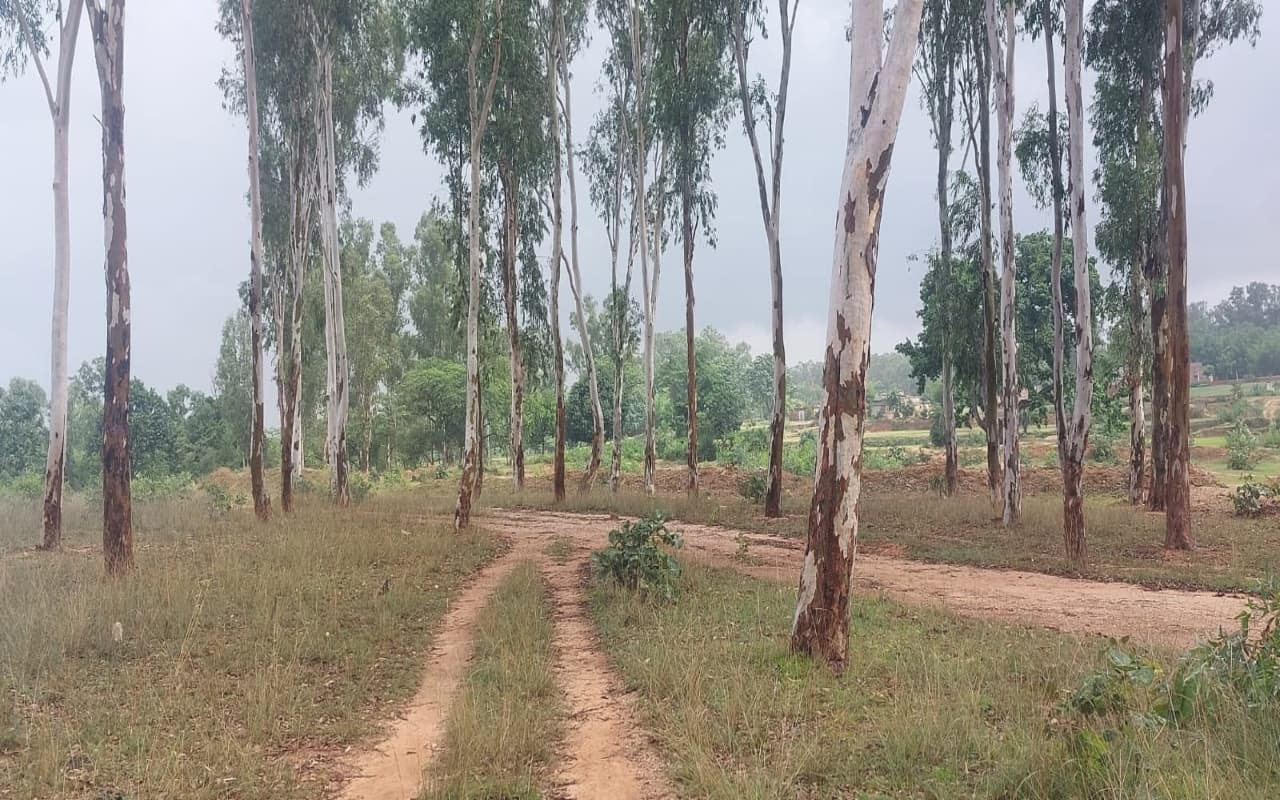 गिरिडीह में महिला से बर्बरता, पहले पीटा और फिर कपड़े फाड़ रातभर पेड़ से बांधकर रखा, 4 गिरफ्तार