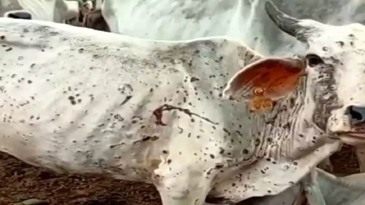 देवरिया और कुशीनगर में लंपी वायरस के चपेट में आए गोवंश, संक्रमण के रोकथाम के लिए अपनाए यह उपाए