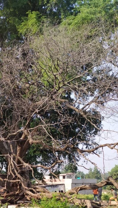 लातेहार में पेड़ से लटका मिला सफाईकर्मी का शव, हत्या की आशंका