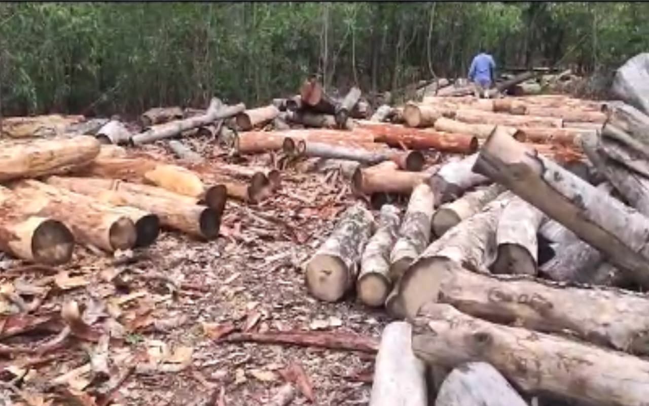झारखंड में जंगल की अंधाधुंध कटाई, लकड़ी माफिया को रोकने वाला कोई नहीं