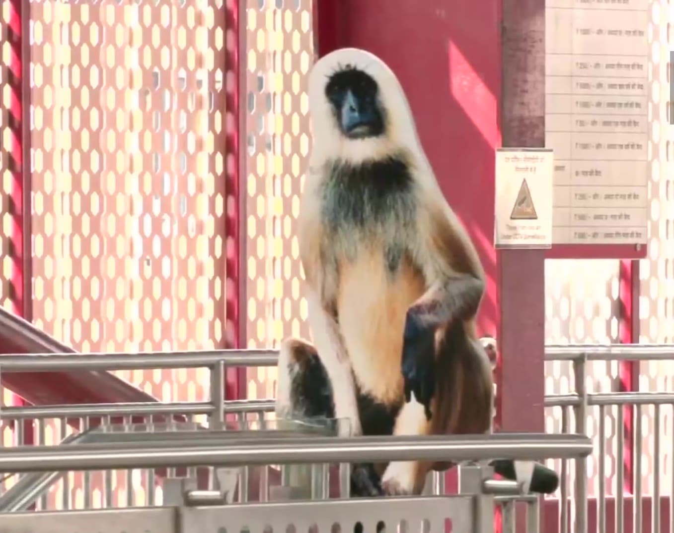 Lucknow News: लखनऊ मेट्रो स्टेशन पर लंगूरों को मिली बड़ी जिम्मेदारी, जानें क्या करना होगा काम