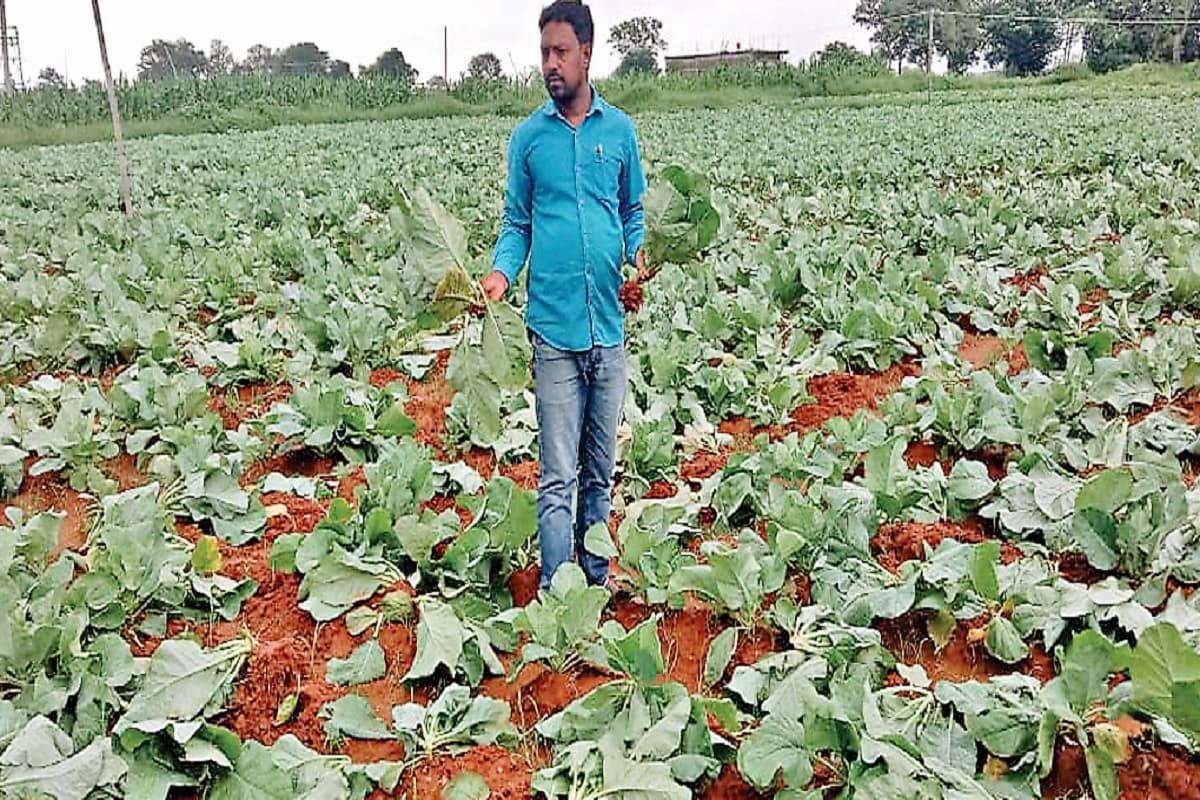 लोहरदगा के लावागाईं गांव में असामाजिक तत्वों ने फूलगोभी की फसल नष्ट की