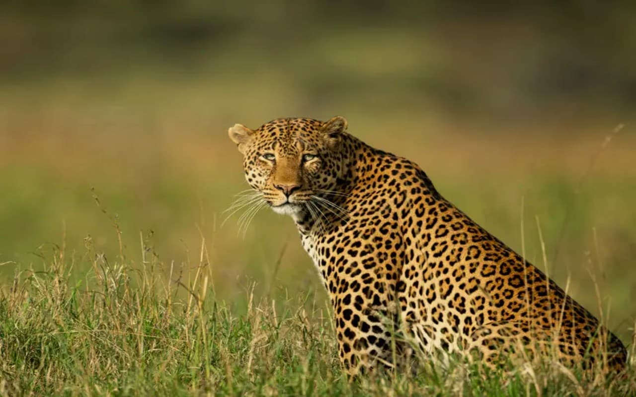 कूनो नेशनल पार्क में होगी 12 चीतों की एंट्री, 18 फरवरी तक पहुंचने की उम्मीद